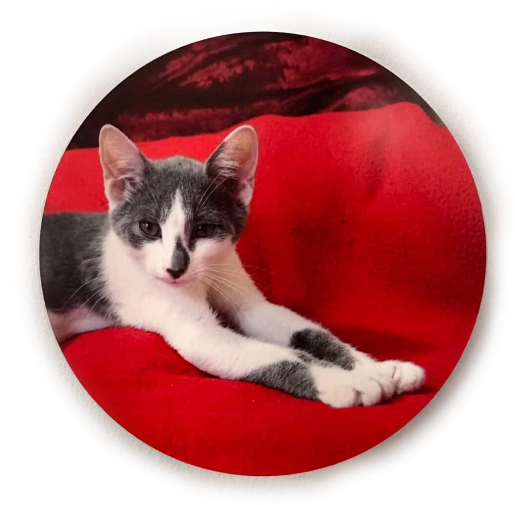 Gray & White Kitten - Luna Park