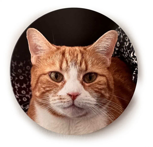 Orange Cat - Luna Park