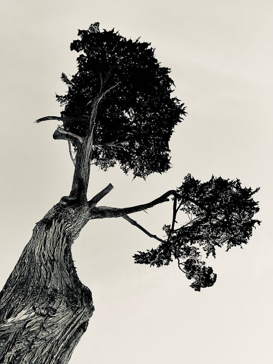 Cypress Hill (Monterey CA) - Leah Gerstel