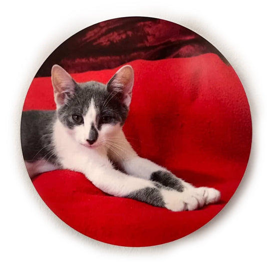 Gray & White Kitten - Luna Park