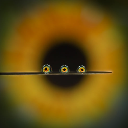 Ring of Fire - Ana Candelaria