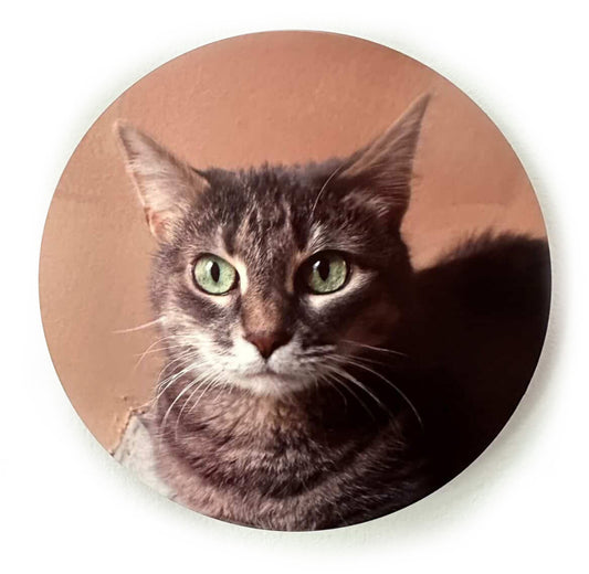 Tabby Cat - Luna Park
