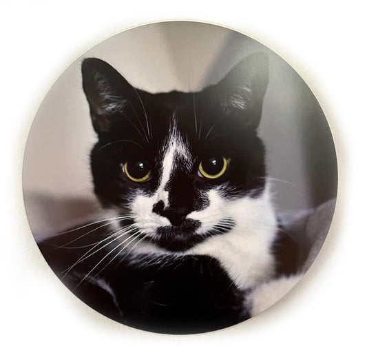 Tuxedo Cat - Luna Park